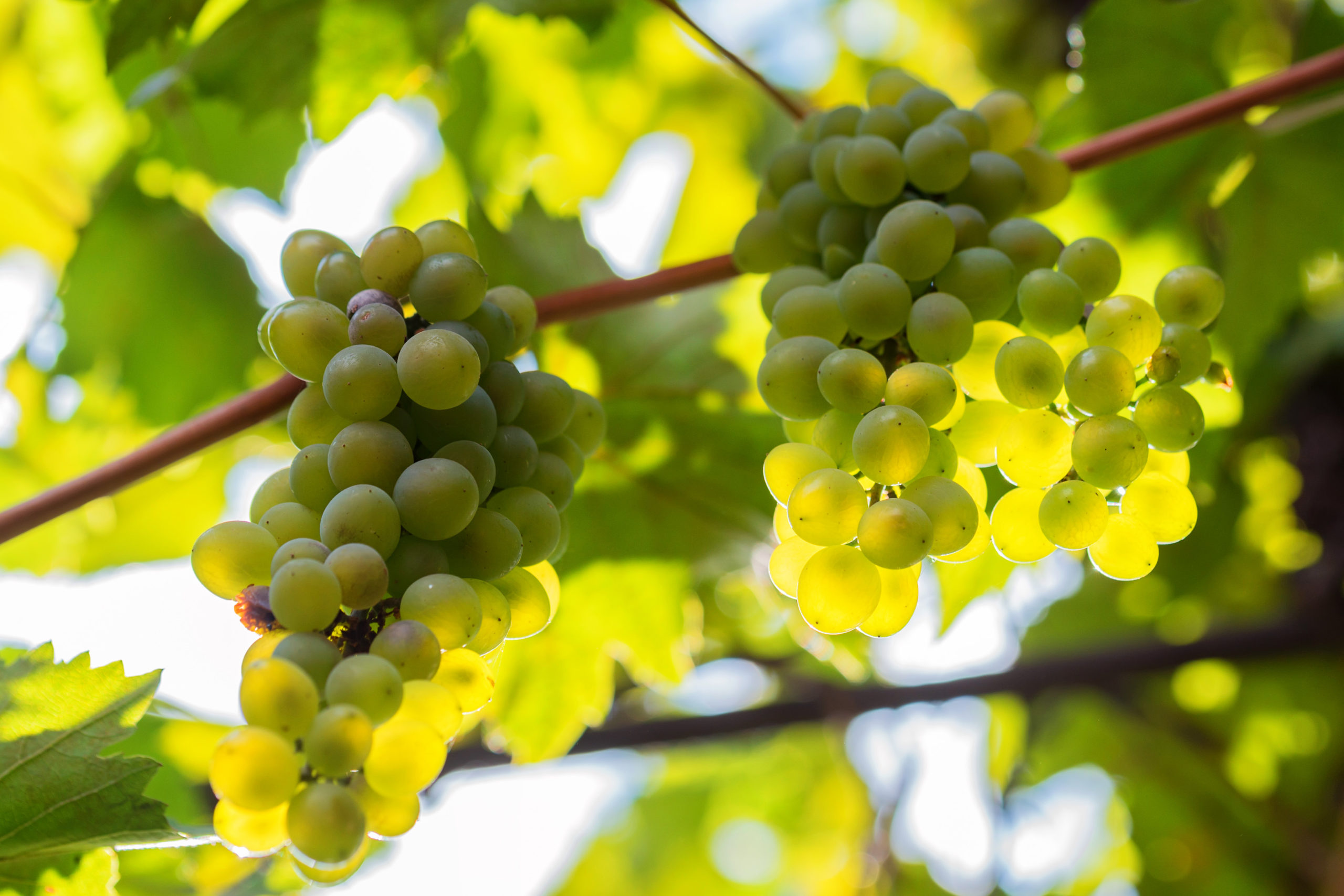 Variedades de uva blanca de los vinos blancos de Madrid